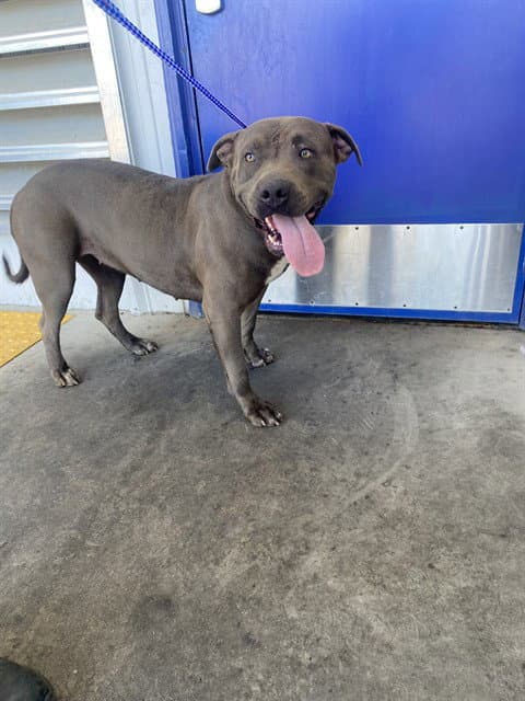 Sheila - Pit Bull Terrier