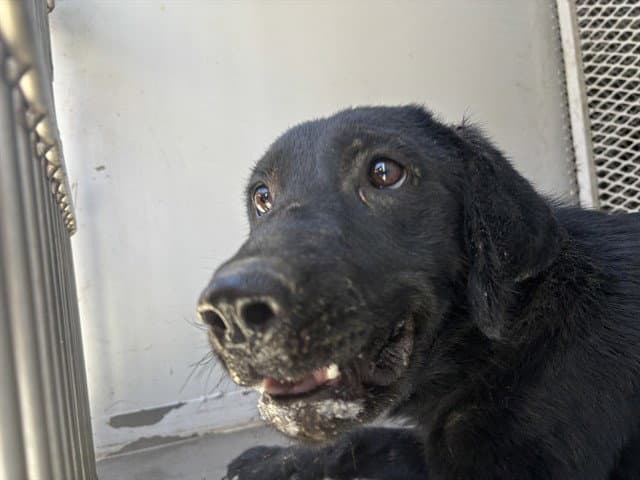 Unknown - Labrador Retriever