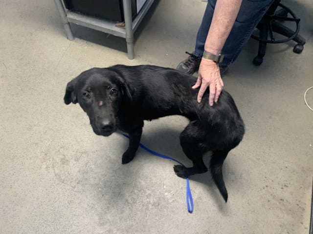 Unknown - Labrador Retriever