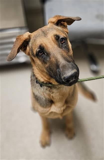 Ayla - German Shepherd Dog