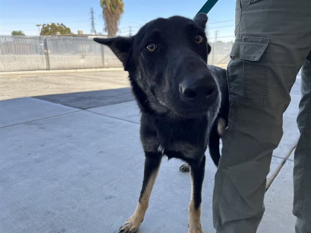 Ranger - German Shepherd Dog