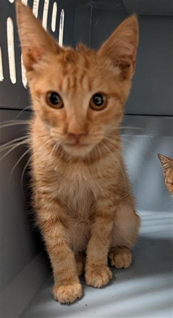 Tom - Domestic Short Hair