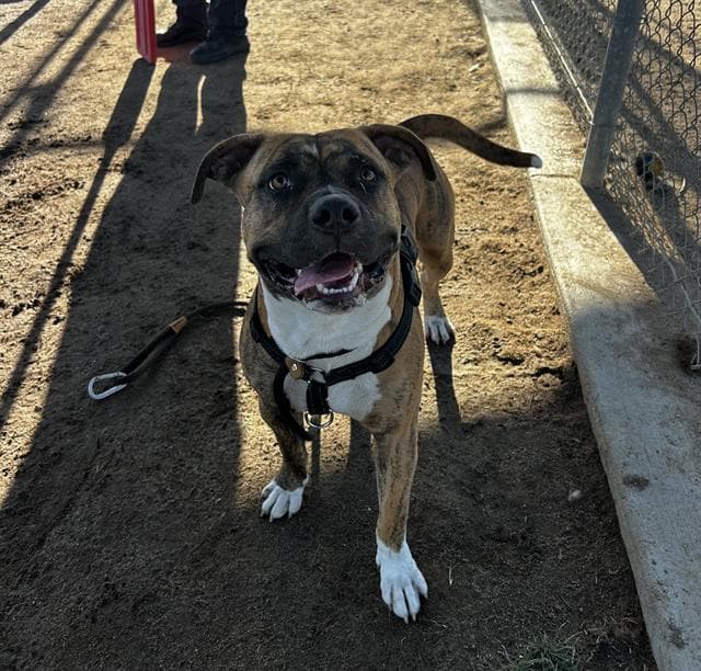 Sanchez - Staffordshire Bull Terrier