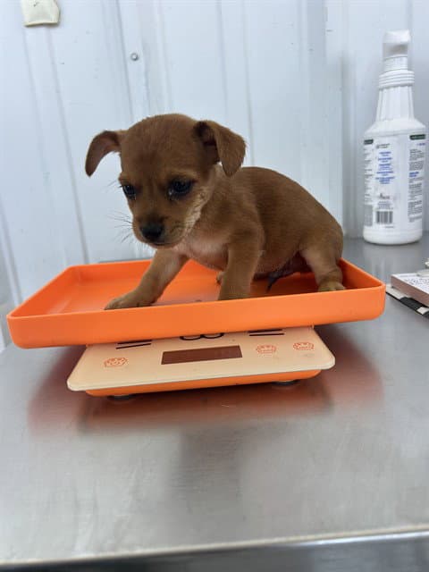 Chai - Chihuahua