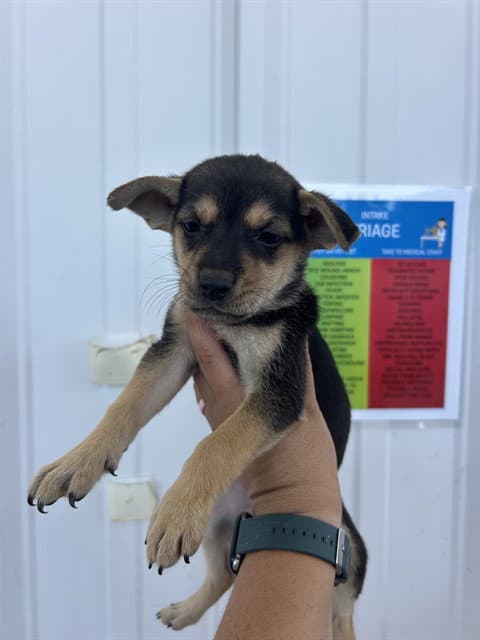 Mocha - Chihuahua