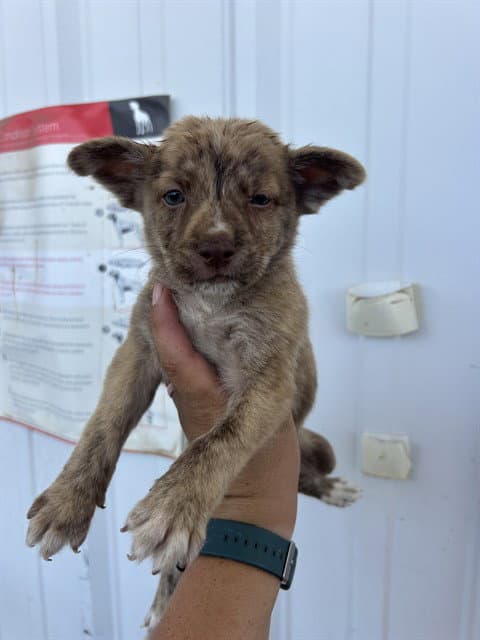Biscotti - Chihuahua