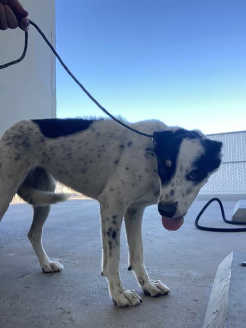 Unknown - Collie
