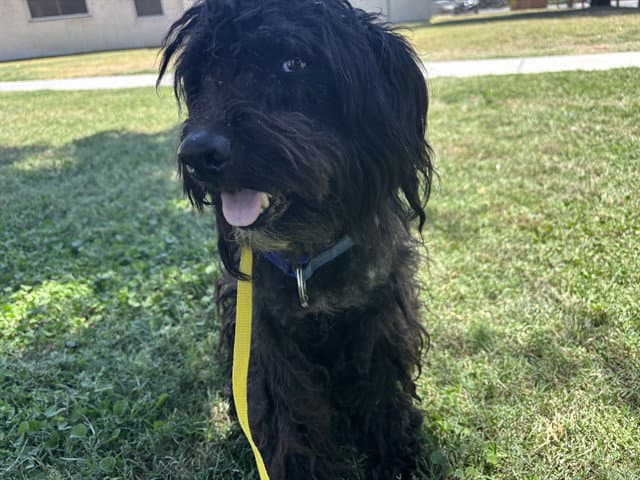 Unknown - Poodle (Miniature)