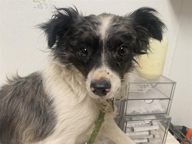 Farland - Australian Shepherd
