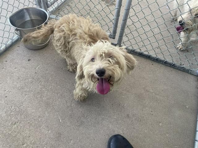 Unknown - Poodle (Miniature)