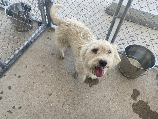 Unknown - Poodle (Miniature)