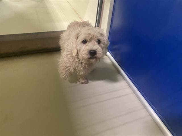 Unknown - Poodle (Miniature)