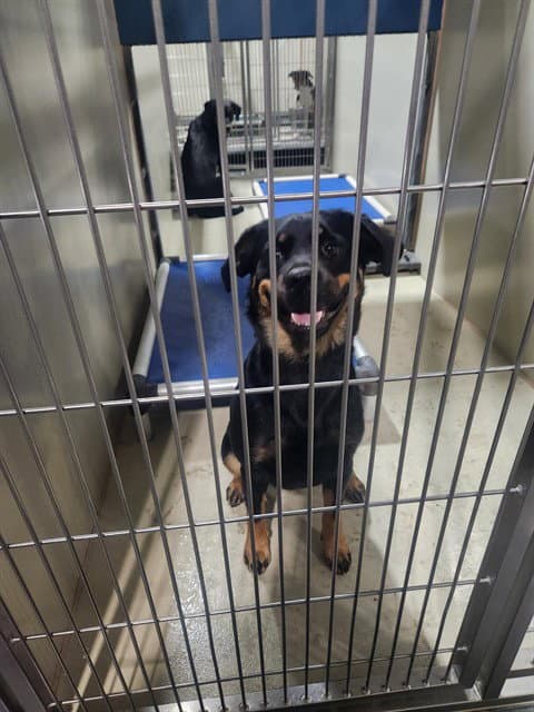 Little Bit - Rottweiler