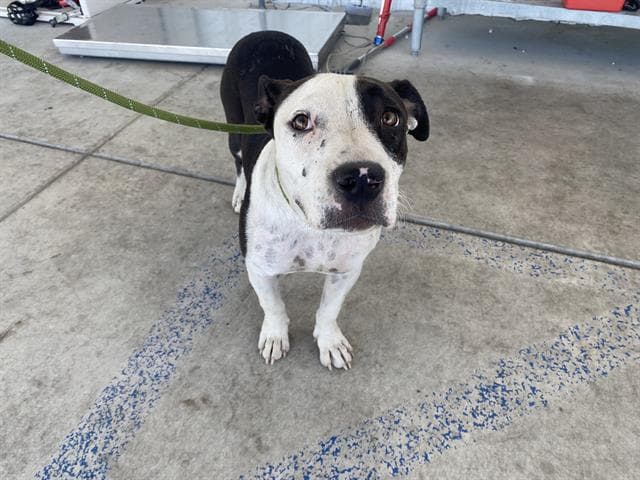 Bloom - Pit Bull Terrier