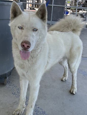 Unknown - Siberian Husky