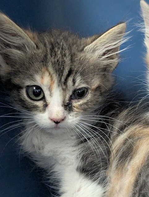 Orphan Annie - Domestic Medium Hair