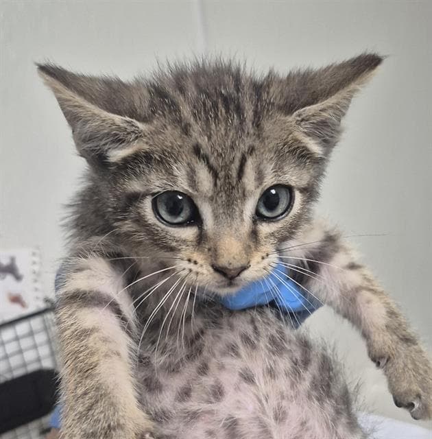 Bruno - Domestic Short Hair
