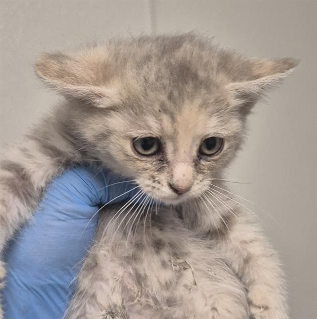 Sandie - Domestic Short Hair