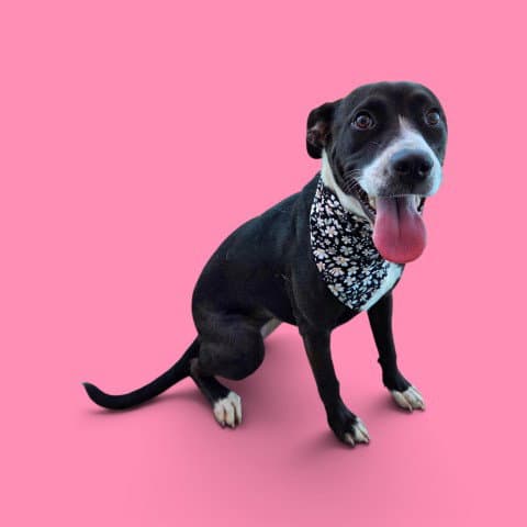 Oreo - Pit Bull Terrier