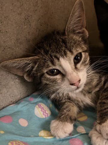 Zapatilla - Domestic Medium Hair