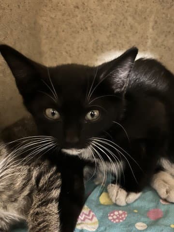 Chancla - Domestic Medium Hair