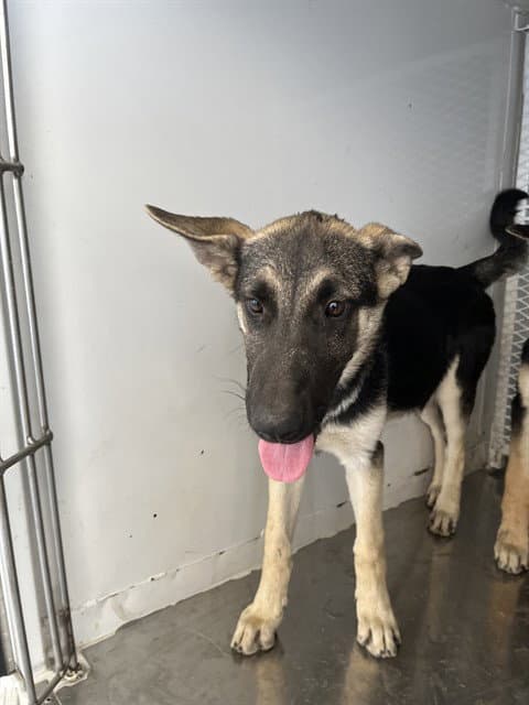 Blossom - German Shepherd Dog