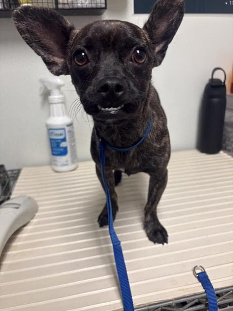 Sweet Pea - Chihuahua