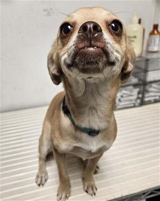 Rubi - Pug