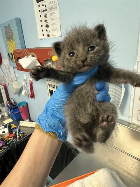 Unknown - Domestic Short Hair