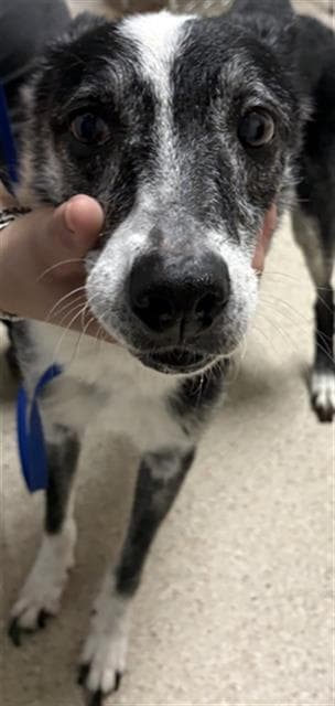 Molly - Border Collie