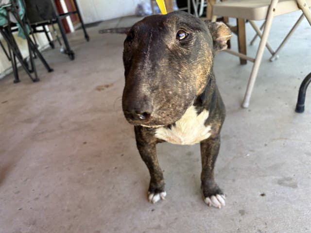 Rocket - Bull Terrier