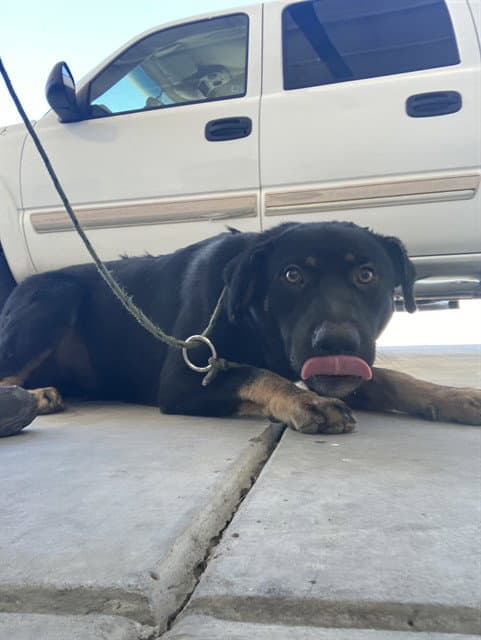 Reddington - Labrador Retriever