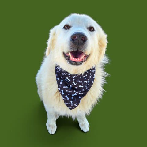 Bennington - Great Pyrenees