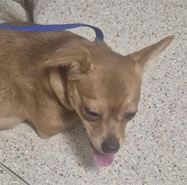 Nadia - Chihuahua