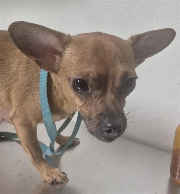 Nanny - Chihuahua