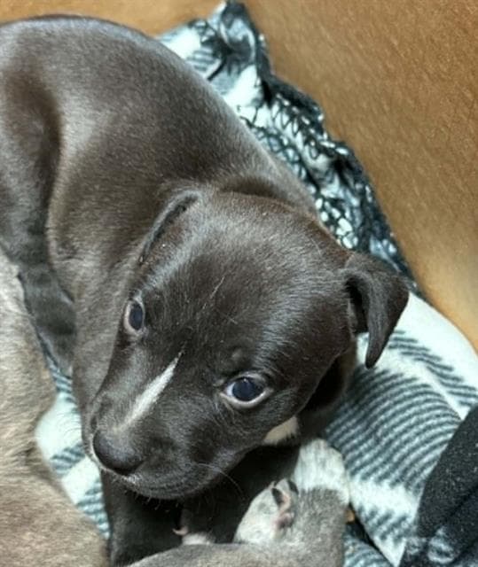 Lamar - Pit Bull Terrier