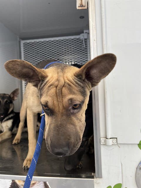 Applejack - Chinese Shar-Pei