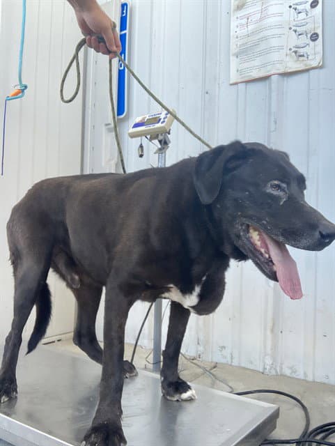 Mister - Labrador Retriever