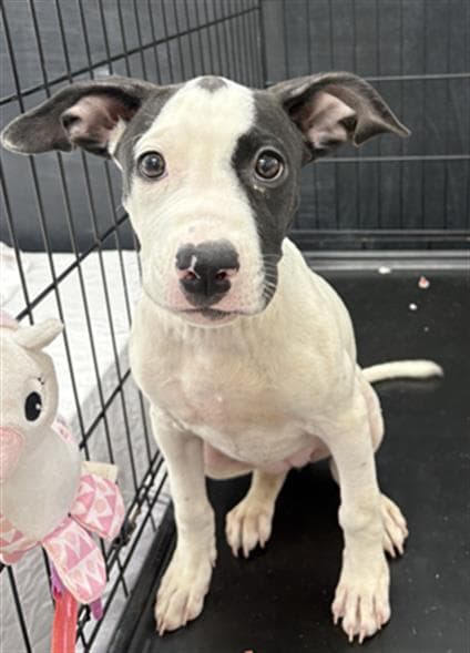 Juno - Pit Bull Terrier