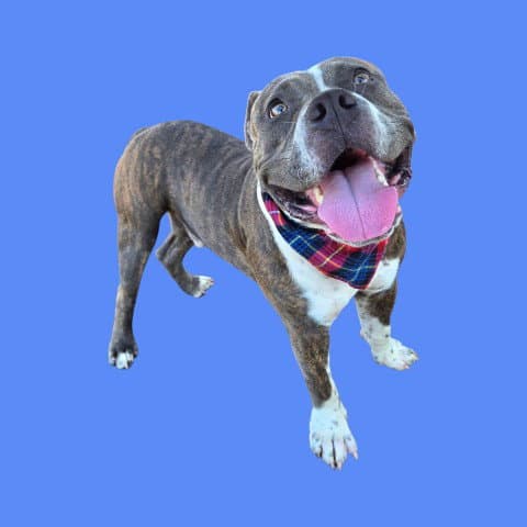 Prince - Pit Bull Terrier