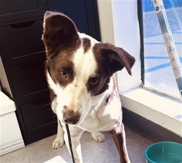 Eddie - Border Collie