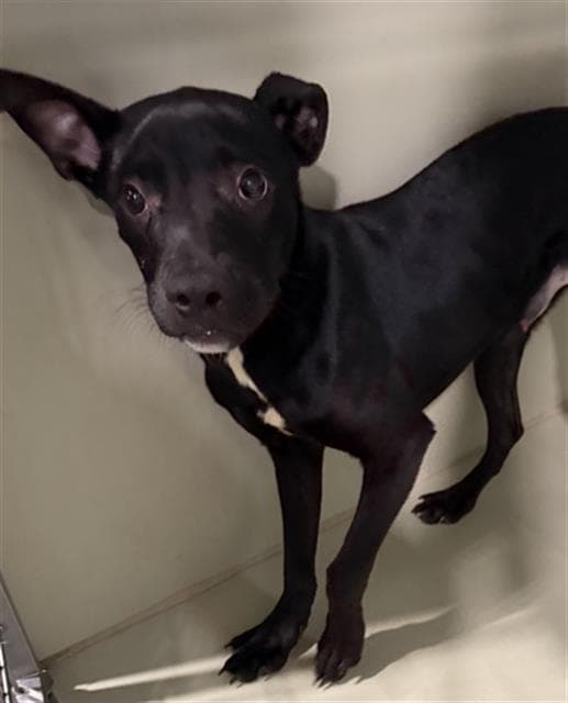 Stewie - Pit Bull Terrier