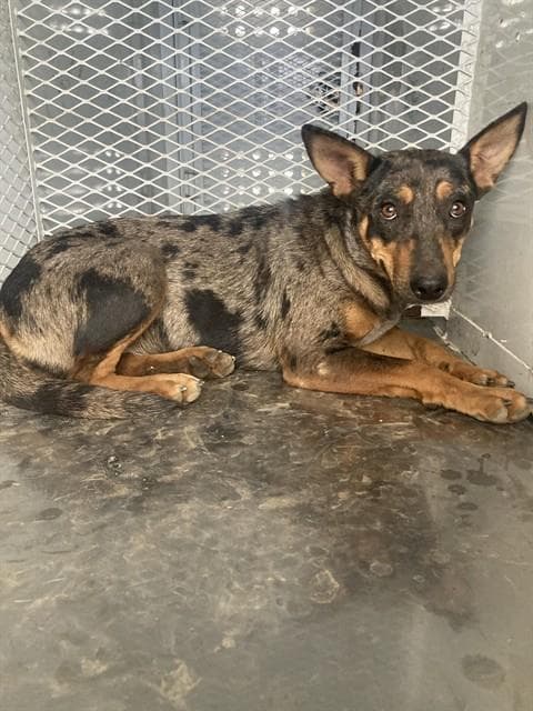 Jane - Queensland Heeler