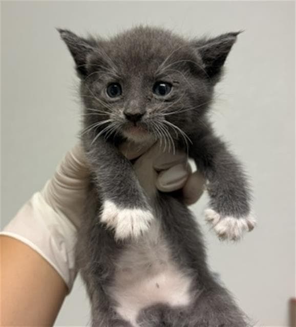 Jasmine - Domestic Short Hair