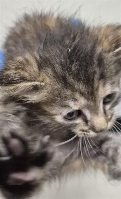 Unknown - Domestic Short Hair