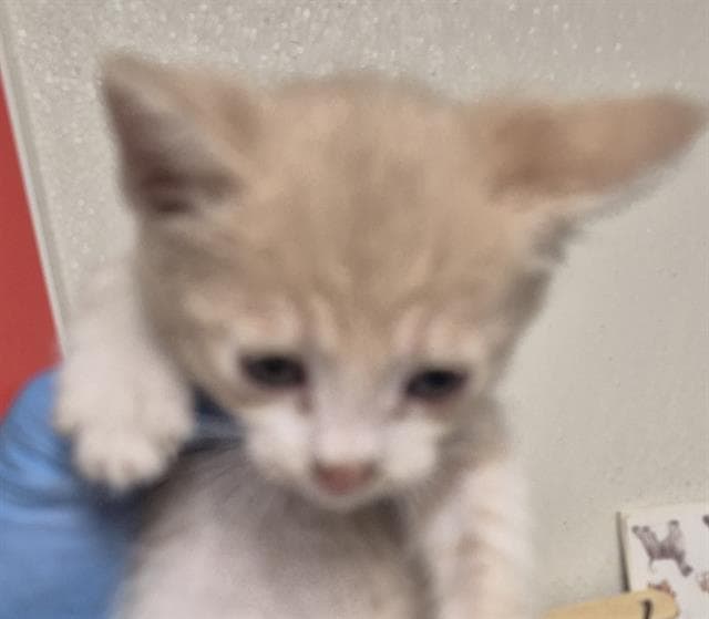 Unknown - Domestic Short Hair