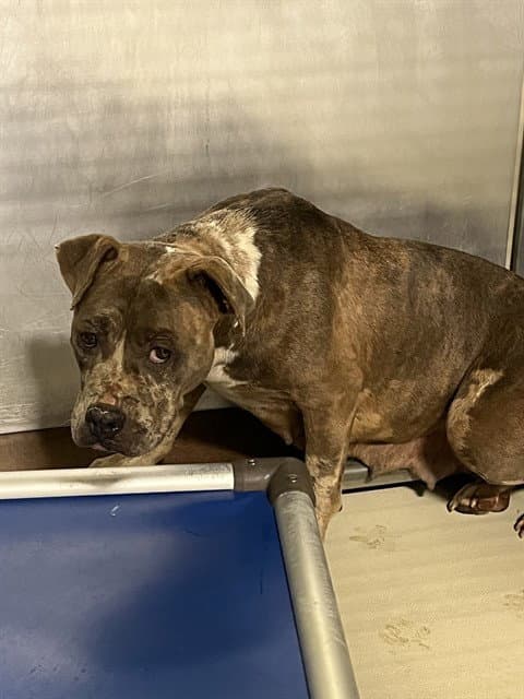 Leaf - Pit Bull Terrier