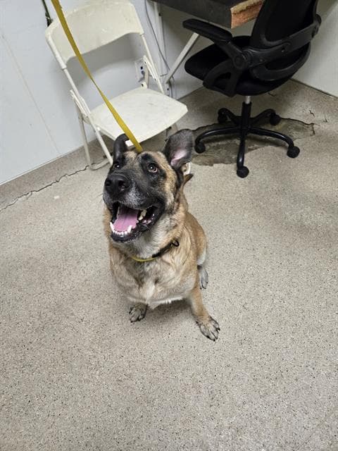 Boris - German Shepherd Dog