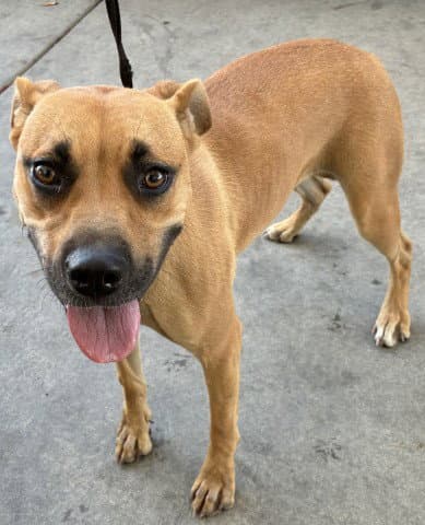 Twinkle - Pit Bull Terrier
