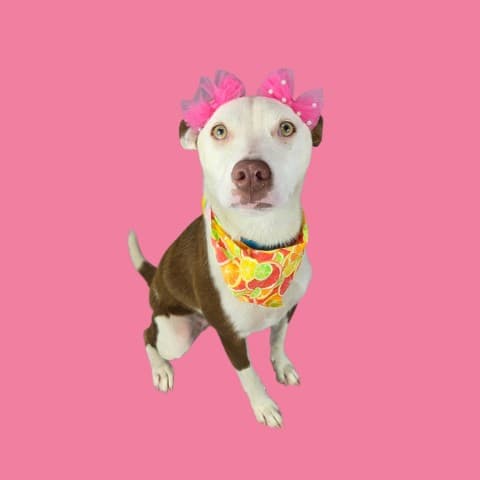 Derpy - Pit Bull Terrier